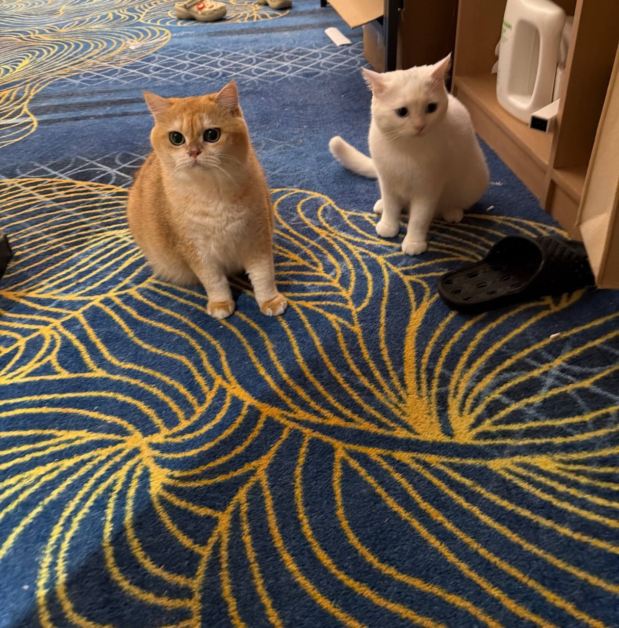 群友求助 #柬埔寨 木牌合法经商,无辜被扣证件财物、猫咪被带走